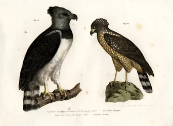 Aigle harpie, 1864
